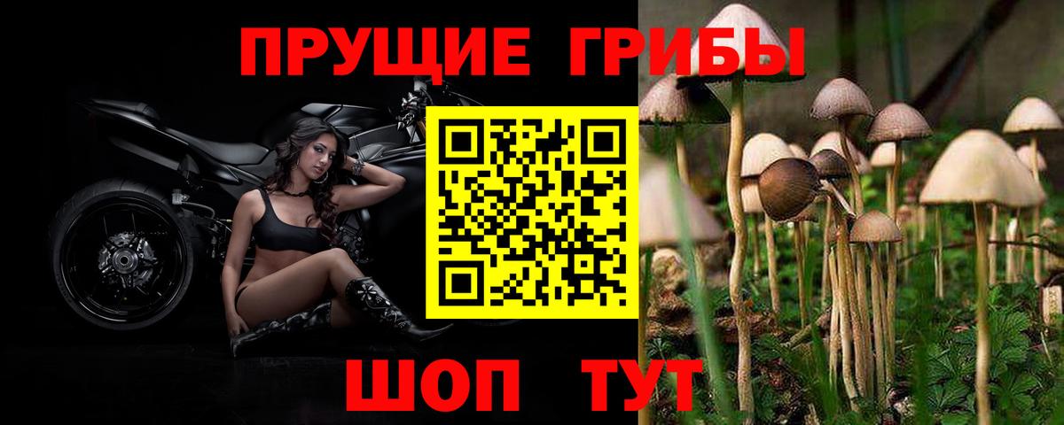 Псилоцибиновые грибы Psilocybe Куйбышев